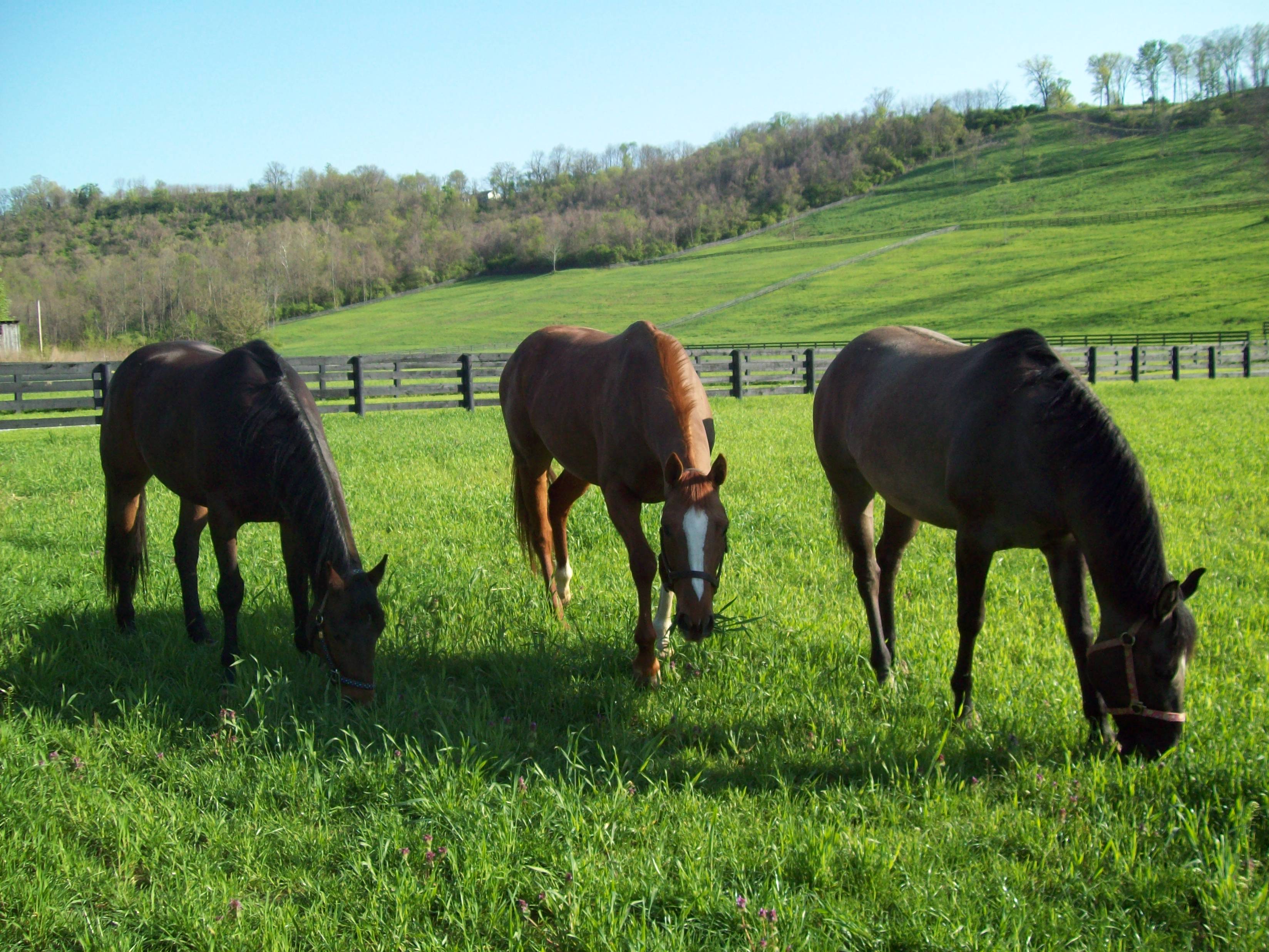 horse-boarding-farm-financing-is-available-to-all-farmers