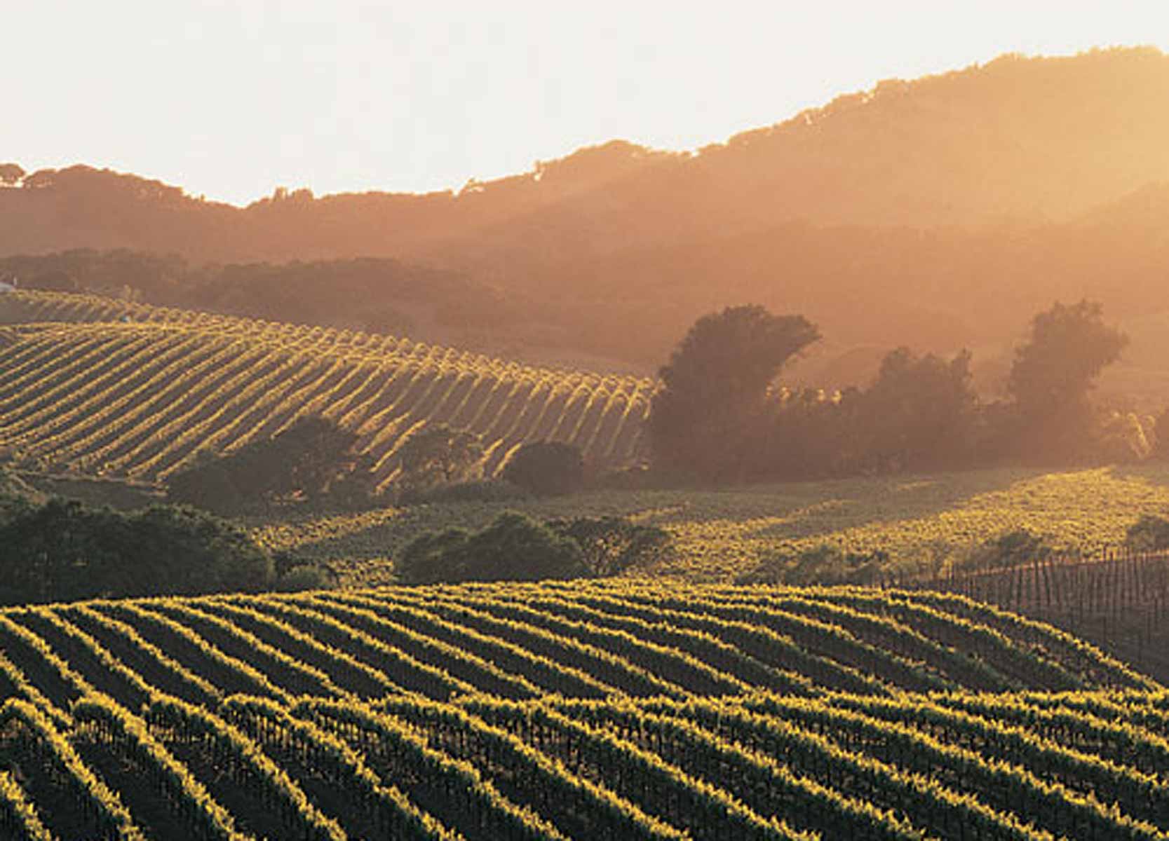 Agricultural Loans for the Wine Enthusiast