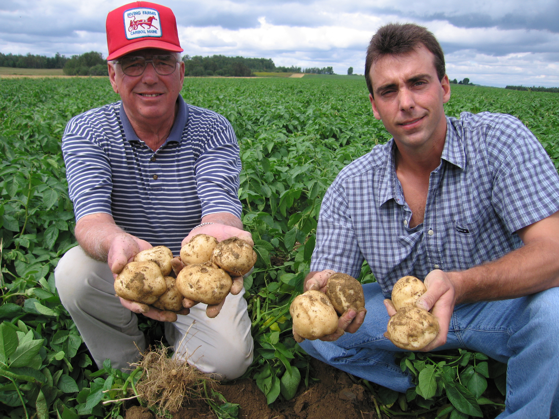 Potato Farm Financing Through Commercial Ag Loans