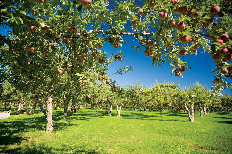 Picking the Perfect Apple like Picking the Perfect Financing – A Meticulous Task