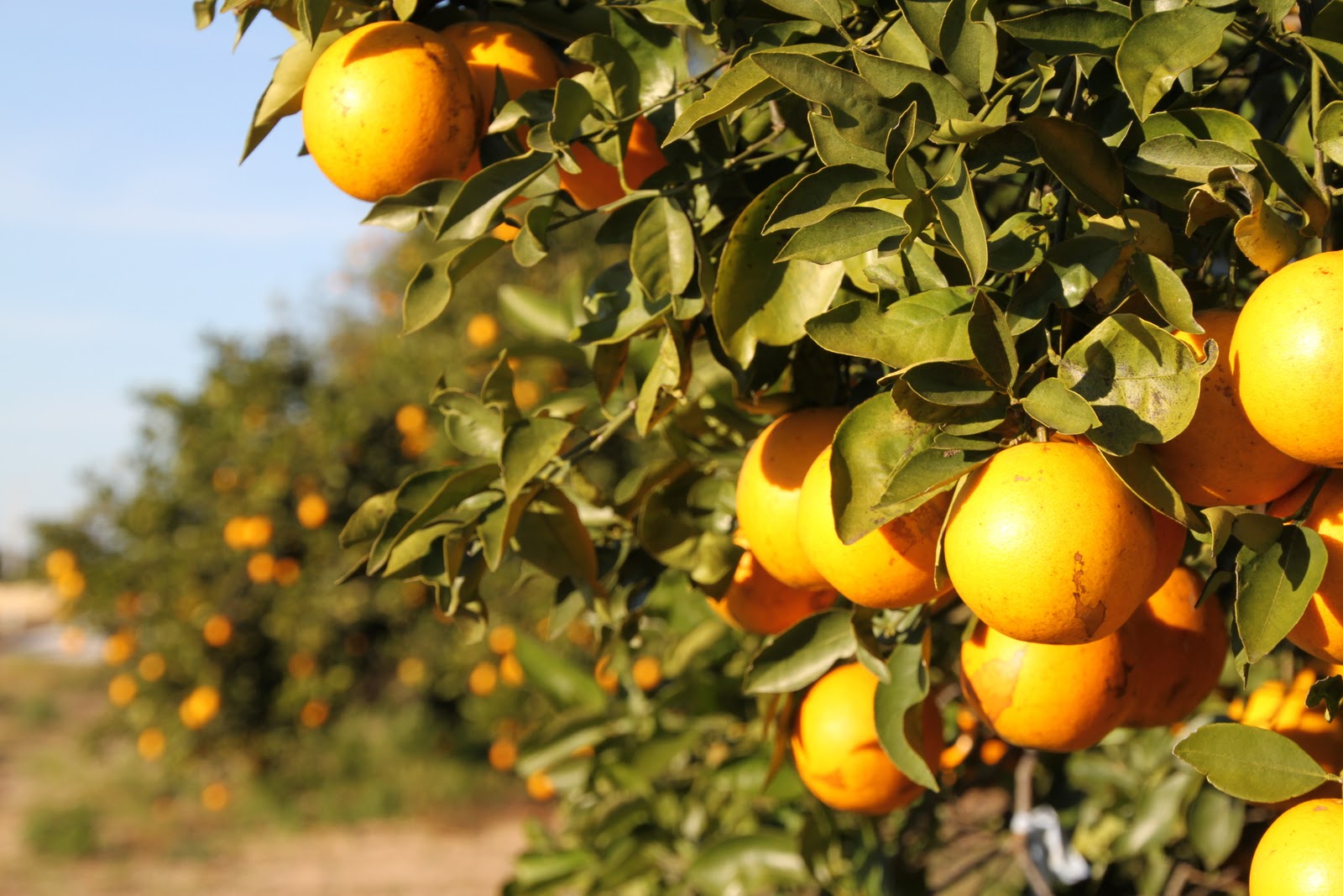 Orange You Glad for Accesible Ag Loans