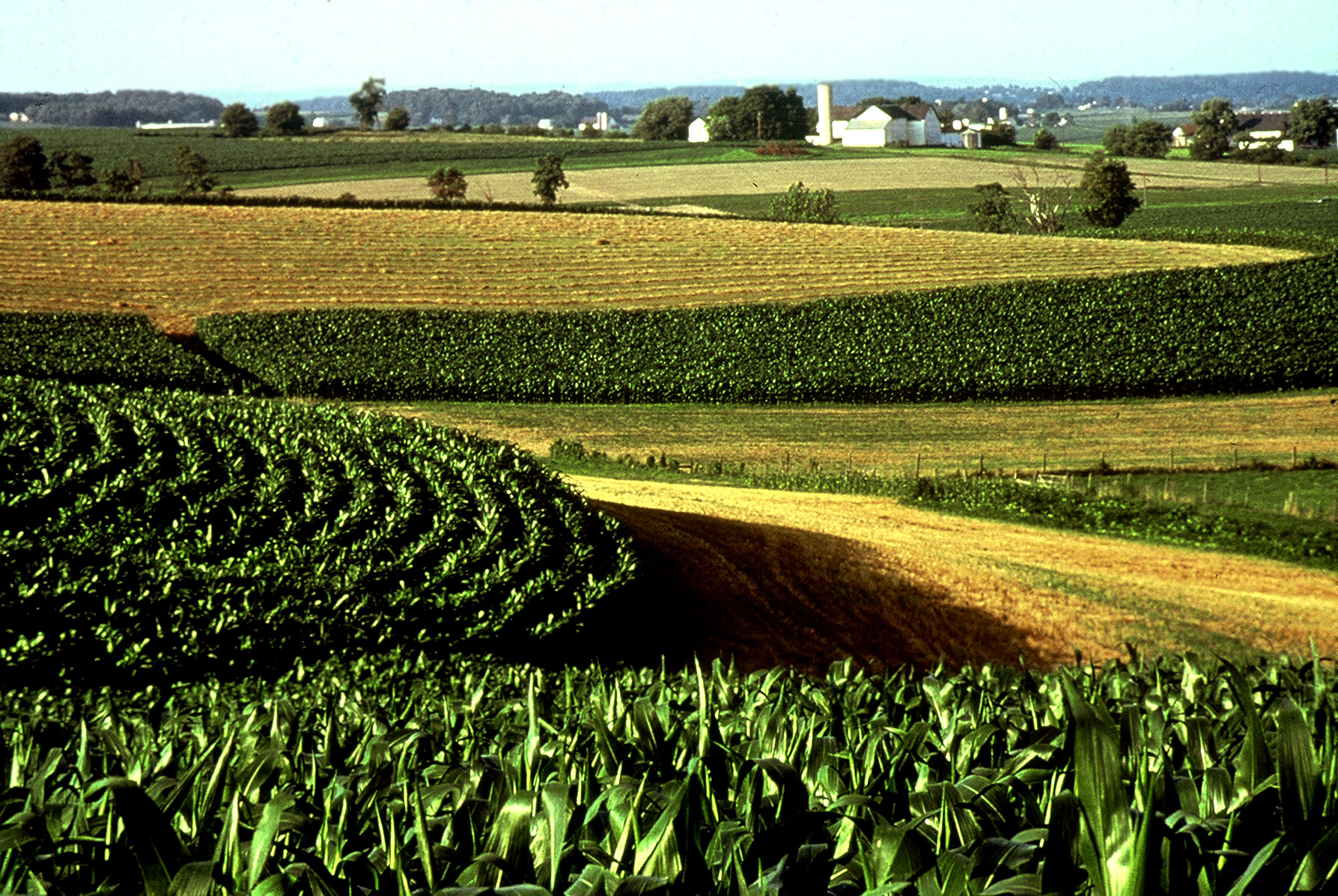 Corn, Nature’s Gold, Can Be Financed With Agricultural Loans